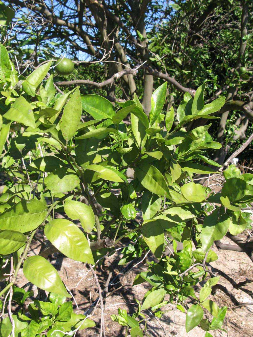              Sun leaves (Winter Haven, FL)       